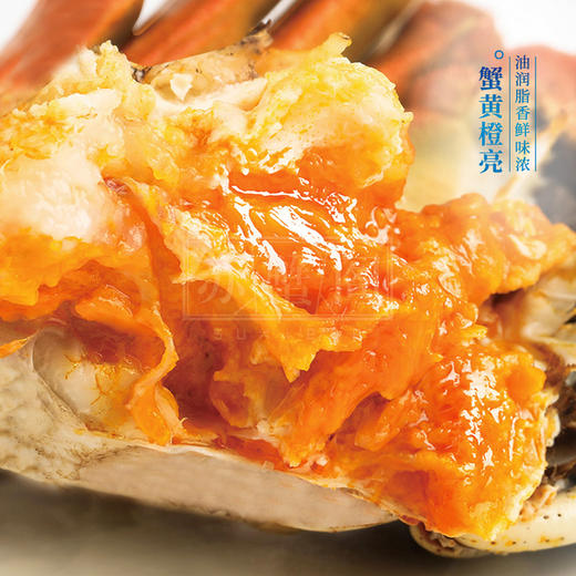 正宗阳澄湖大闸蟹官方旗舰4两鲜活螃蟹公母顺丰可全母10只礼盒装 商品图3