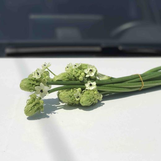 天鹅绒 商品图1