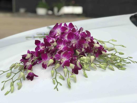 洋兰·紫色 商品图1