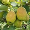 新疆库尔勒香梨5斤装 汁多渣少 商品缩略图13