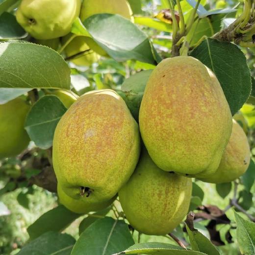 新疆库尔勒香梨5斤装 汁多渣少 商品图13