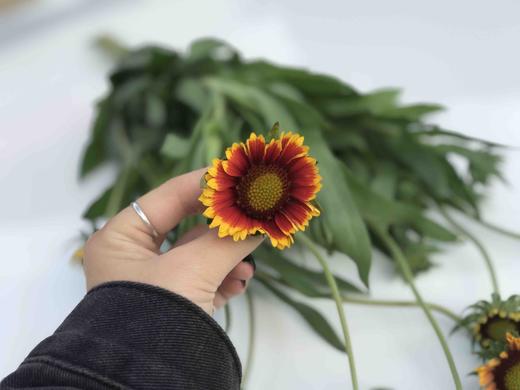 六月菊 商品图1