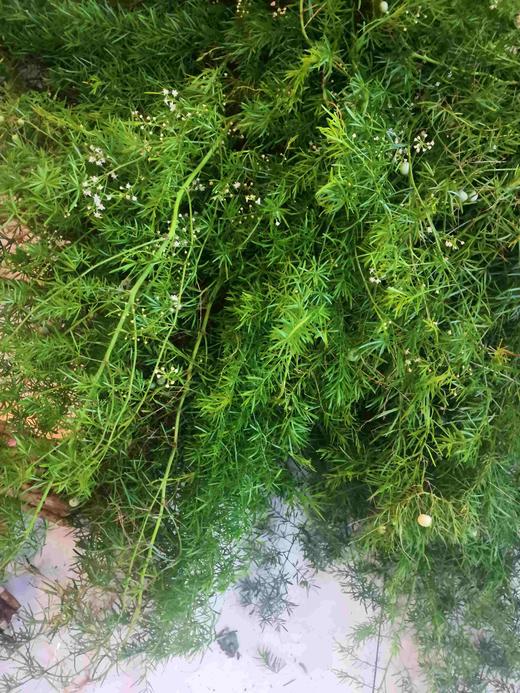 配叶-天门冬 商品图0