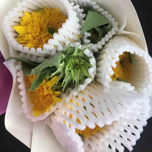 重瓣向日葵（泰迪） 商品图4