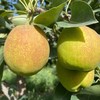 新疆库尔勒香梨5斤装 汁多渣少 商品缩略图11