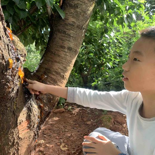 【云南珍珠桃胶】桃花泪  琥珀桃胶 人工精修无杂质 多种规格 新货包邮 商品图7