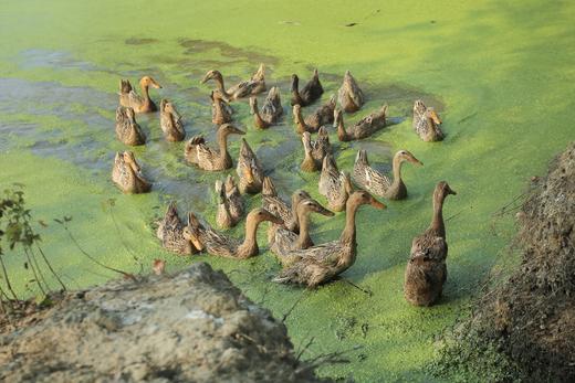 花间村散养3年生态老鸭全净膛（每只约1.5-2斤左右） 商品图2