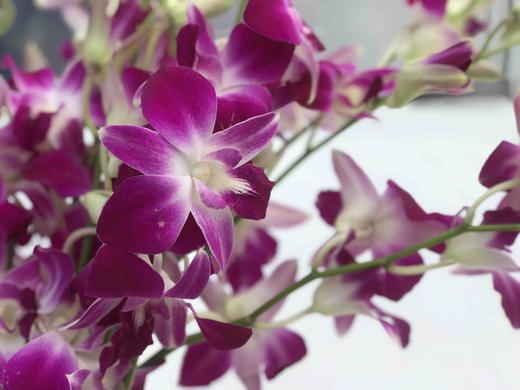 洋兰·紫色 - 花c鲜花供应链