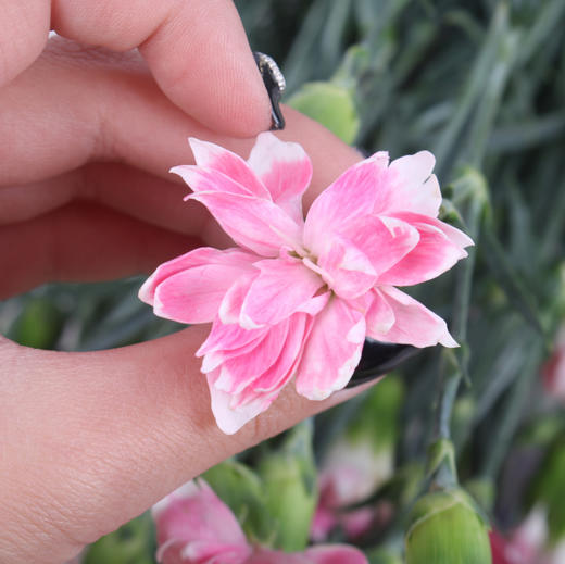 多头康乃馨·粉色星太子 商品图3