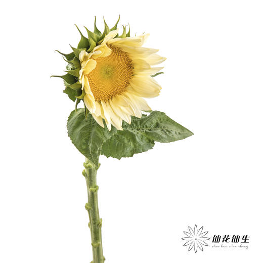 向日葵 |  奶油黄心 商品图5