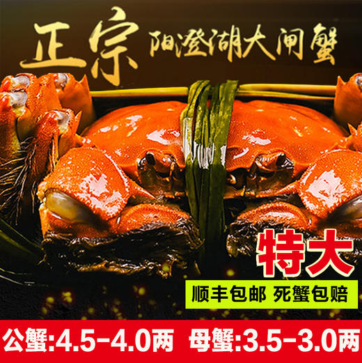 正宗阳澄湖大闸蟹官方旗舰4两鲜活螃蟹公母顺丰可全母10只礼盒装 商品图0