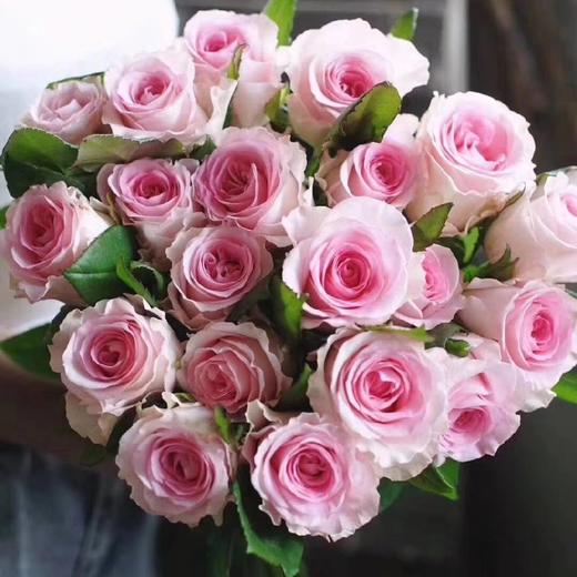 国产玫瑰ZS-洛神-20枝/扎 商品图0