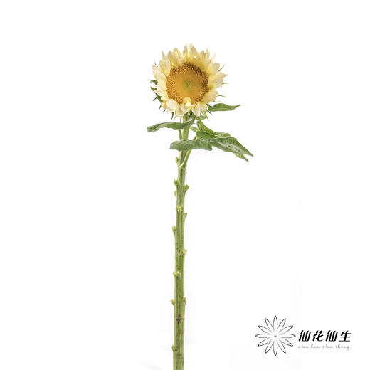 向日葵 |  奶油黄心 商品图4