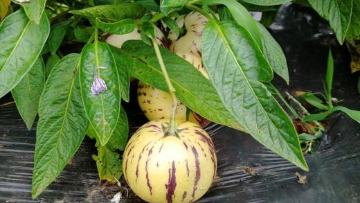 【双十一有活动】‼️树上熟云南石林风化石人参果 ，一口爆汁，肉质细腻 商品图0