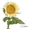 向日葵 |  奶油黄心 商品缩略图3