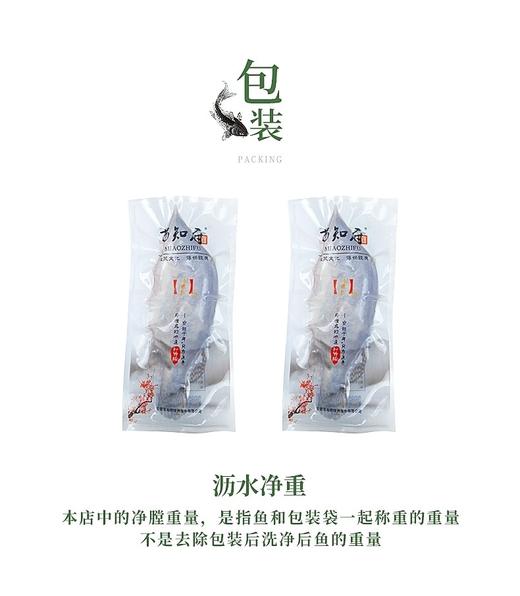苗员外臭桂鱼～550克/条 商品图6
