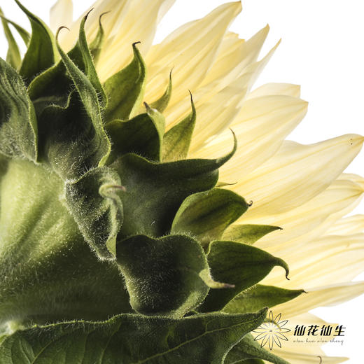 向日葵 |  奶油黄心 商品图6