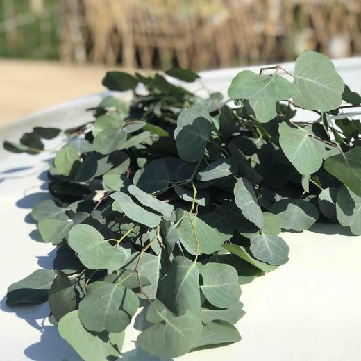 尤加利叶苹果叶