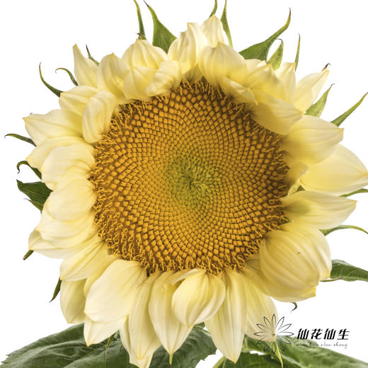 向日葵 |  奶油黄心 商品图0