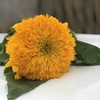 重瓣向日葵（泰迪） 商品缩略图0