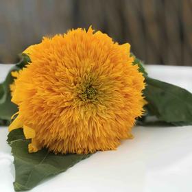 重瓣向日葵（泰迪）