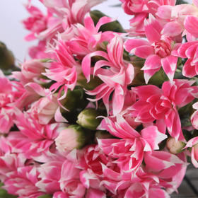 多头康乃馨·粉色星太子