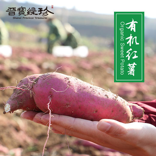 太行有机红薯  软糯香甜 商品图0