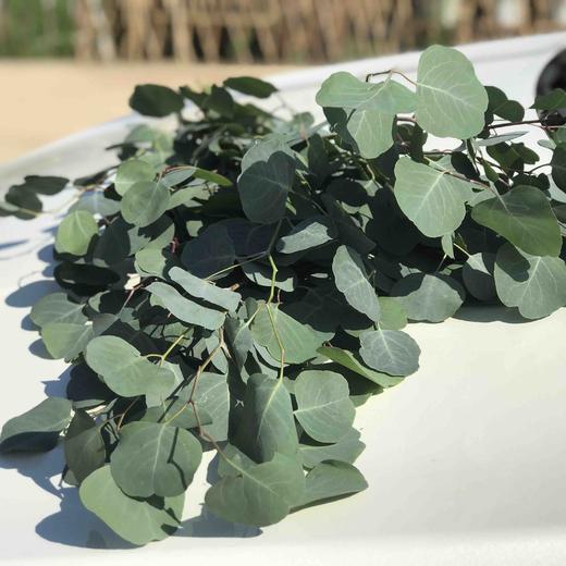 徽上云花--尤加利叶·苹果叶 商品图2