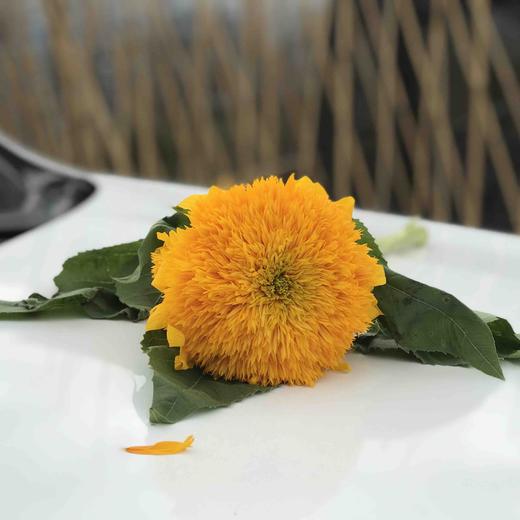 重瓣向日葵（泰迪） 商品图3