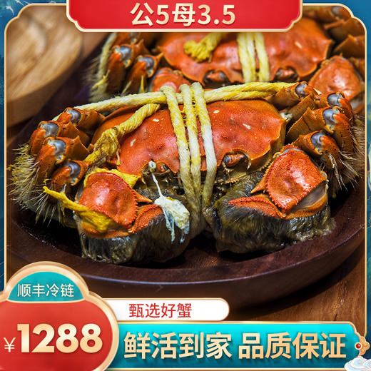 【活蟹】品质现货【公5两，母3.5两】阳澄湖大闸蟹8只/份 又大又肥拍下即发 11月最佳！ 商品图0