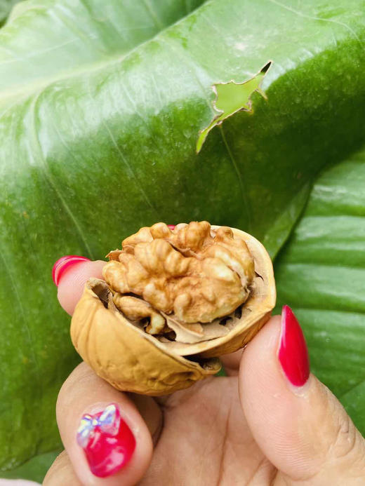 【三枝梅纸皮核桃·系列礼盒】皮薄如纸，熟核桃～ 轻松剥开，入口酥香。品质一级棒的草本核桃，送人很好❗️ 商品图10