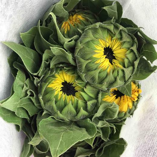 向日葵 商品图1