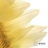 向日葵 |  奶油黄心 商品缩略图7