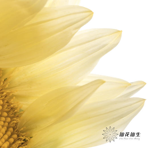 向日葵 |  奶油黄心 商品图7