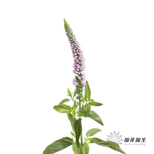 配花 | 鼠尾粉色 商品图1