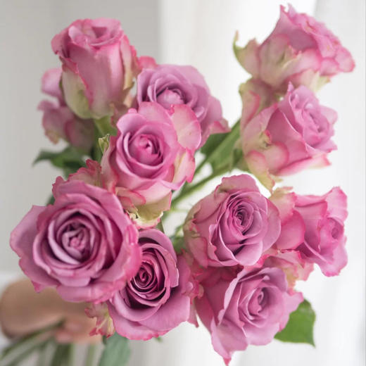 冷美人玫瑰9支送1支份买2份减20元冷艳的气质型玫瑰