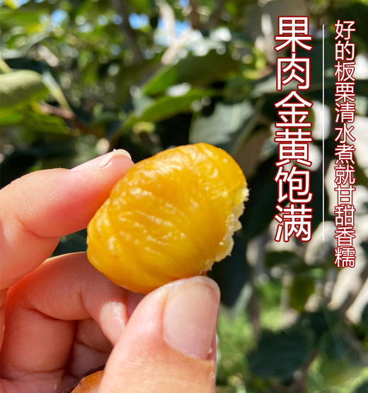 碧夏山庄老树板栗 源头直发 新鲜栗子 粒粒饱满 色泽鲜亮 商品图4