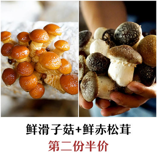 【现采滑子菇、赤松茸组合】武川蘑菇基地现采 新鲜有机 鲜香味美 商品图0