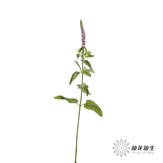 配花 | 鼠尾粉色 商品图2