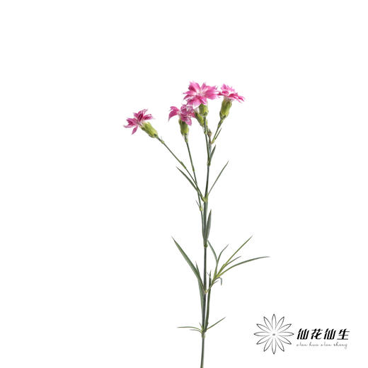 多头康乃馨 | 粉色星太子 商品图3