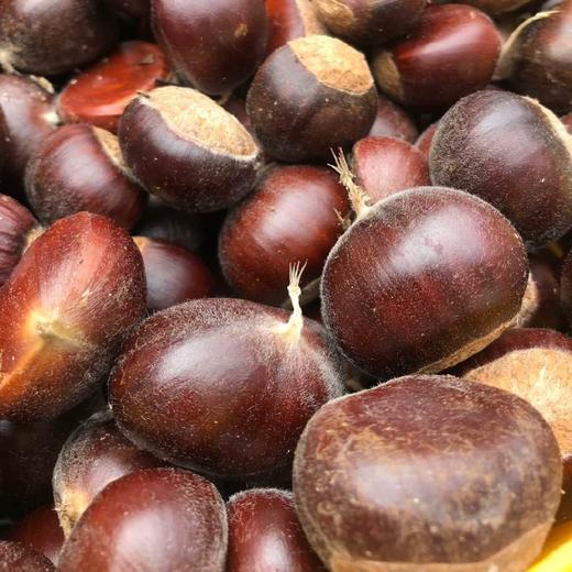 沂蒙山老树野生粟子板栗 3/5斤装 商品图1