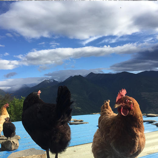 藏区特产藏鸡 肉质鲜嫩 滋补佳品