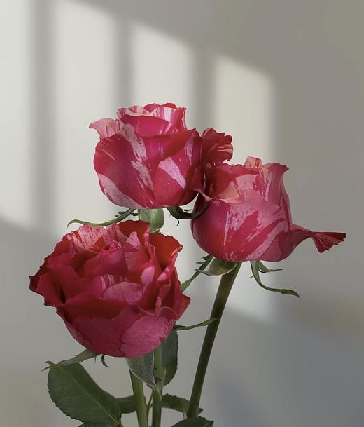 幸运女神稀有玫瑰9支送1支份买2份减20元寓意幸运降临