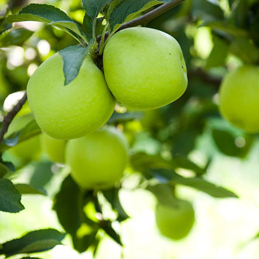 小金苹果高海拔自然产品孕妇皆可吃