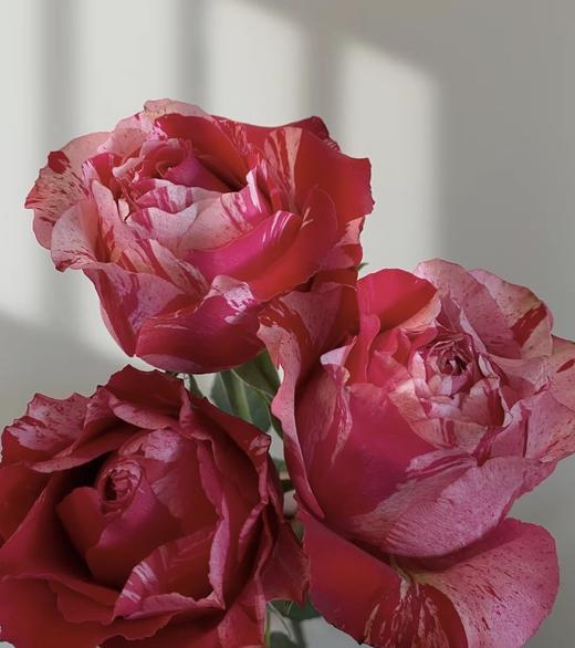 幸运女神稀有玫瑰9支送1支份买2份减20元寓意幸运降临