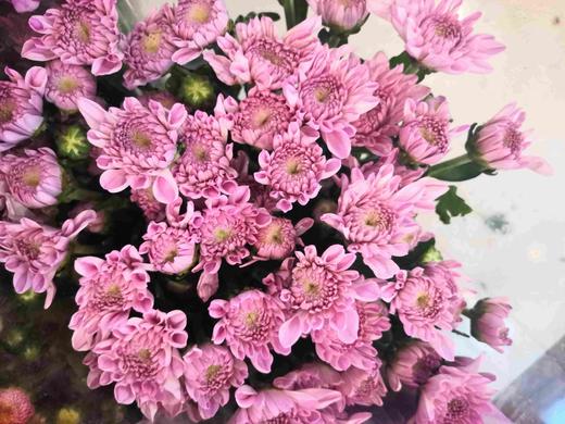 菊花-上海小菊-粉妍-10枝/扎 商品图2