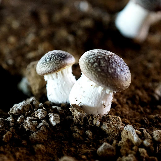 【现采滑子菇、赤松茸组合】武川蘑菇基地现采 新鲜有机 鲜香味美 商品图2
