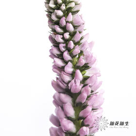 配花 | 鼠尾粉色