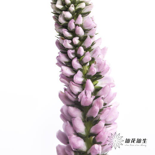 配花 | 鼠尾粉色 商品图0