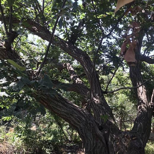 沂蒙山老树野生粟子板栗 3/5斤装 商品图12